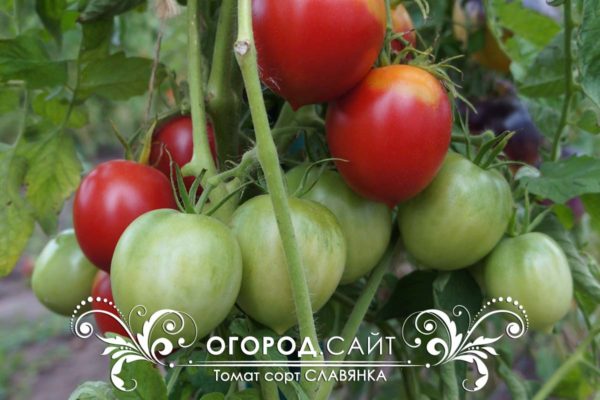 топ-10 форума томат-помидор